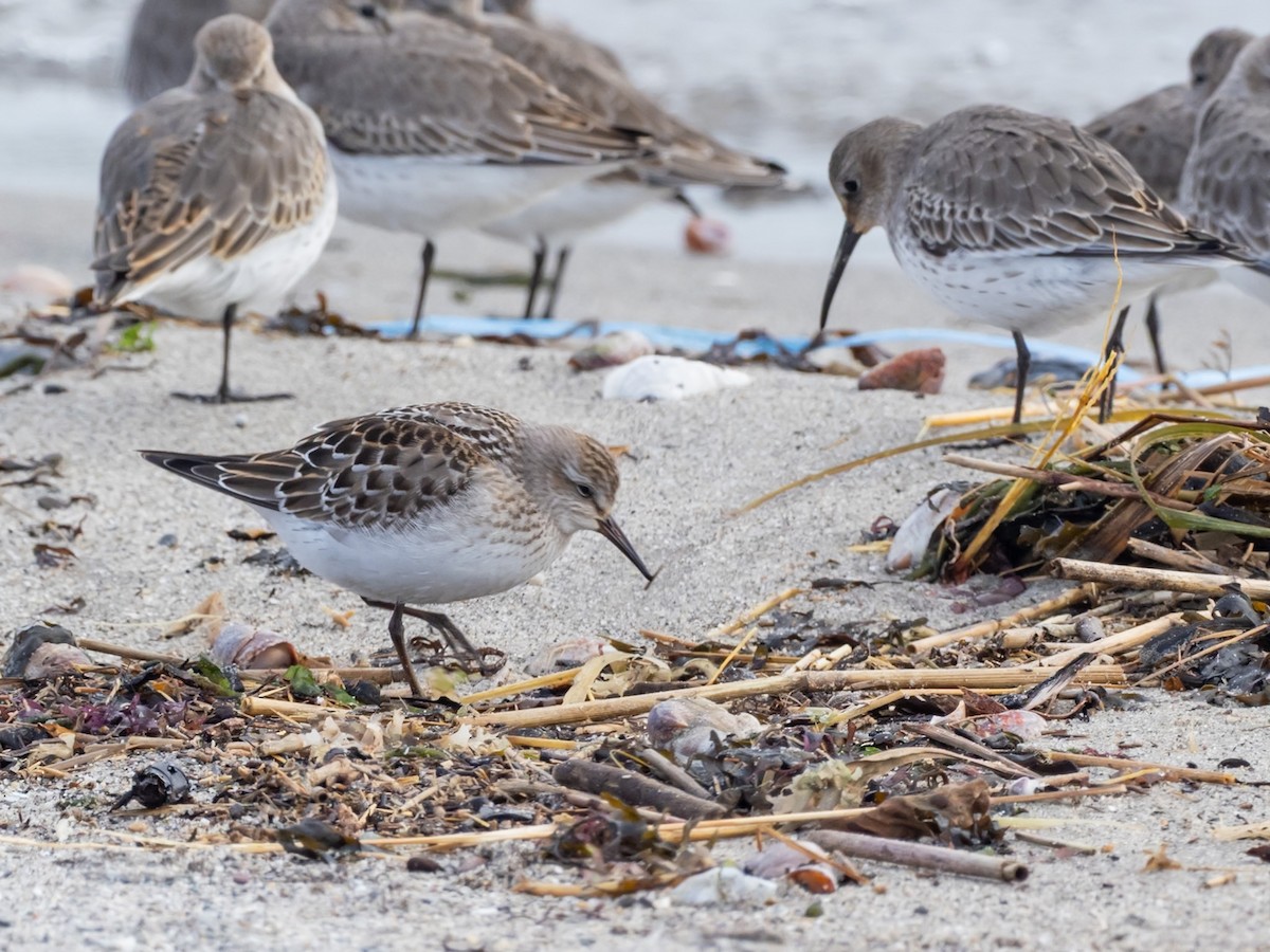 コシジロウズラシギ - ML644609261