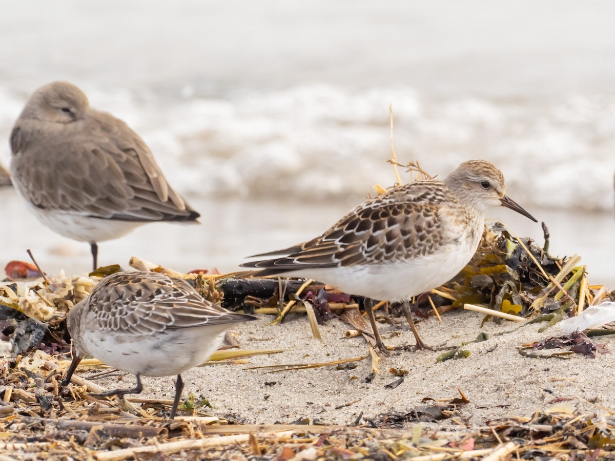 コシジロウズラシギ - ML644609262