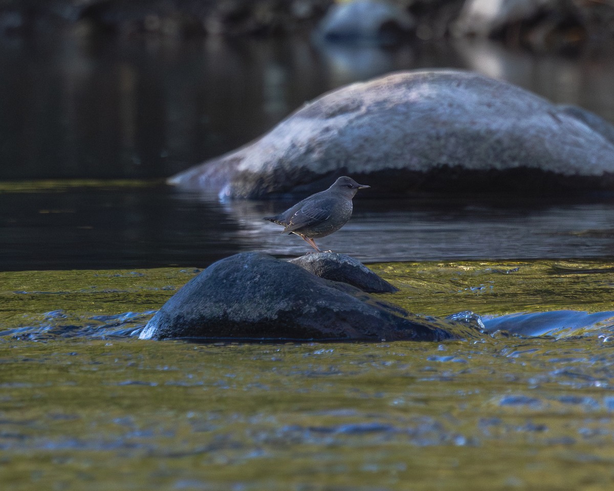 Ur-zozo iparramerikarra - ML644609269