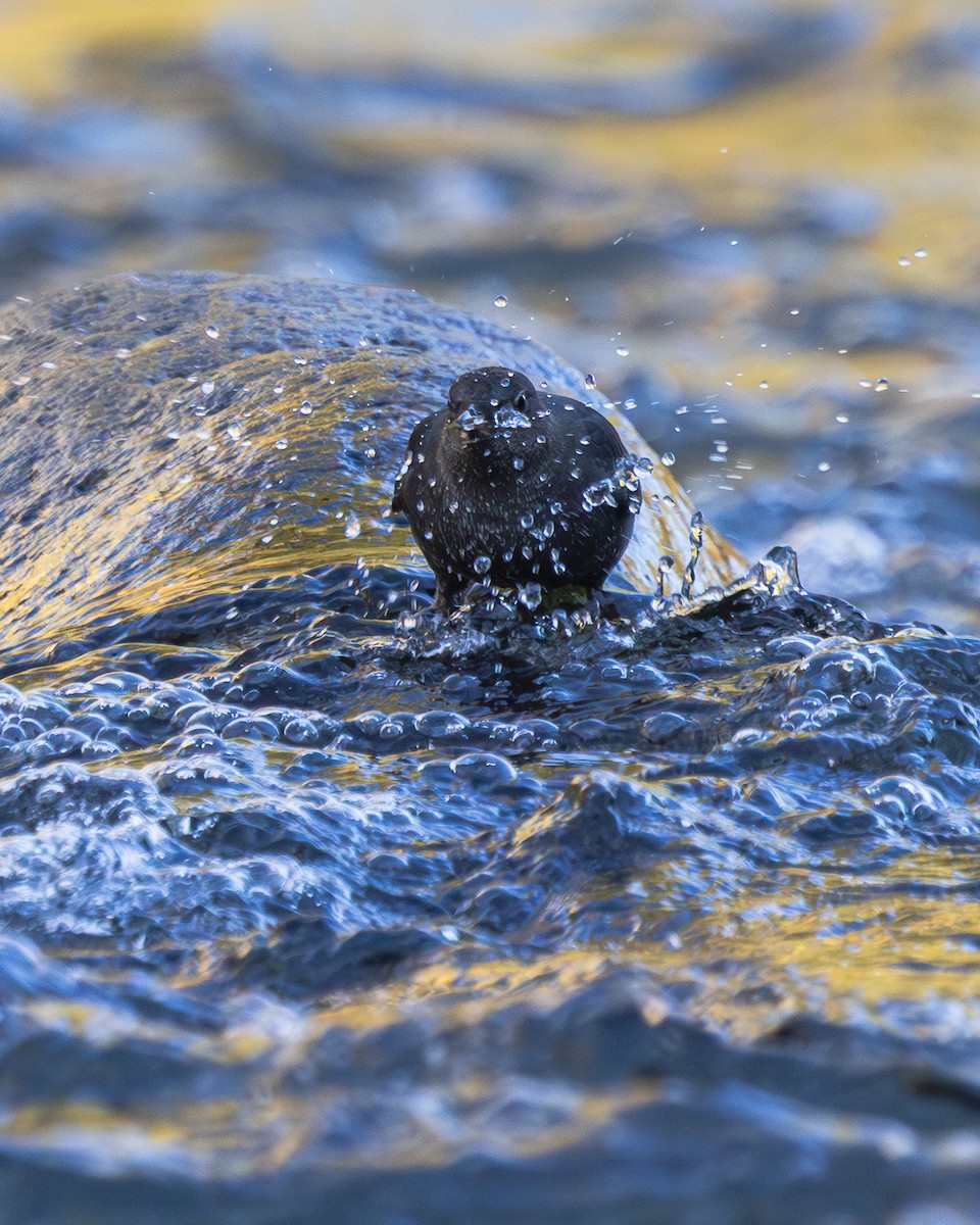 Ur-zozo iparramerikarra - ML644609270