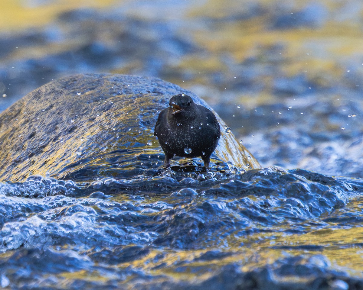 Ur-zozo iparramerikarra - ML644609271