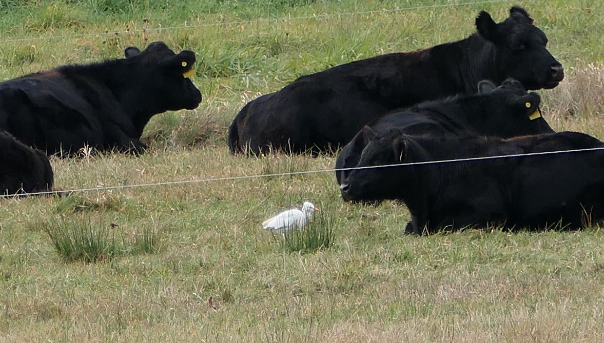 Western Cattle-Egret - ML644609272