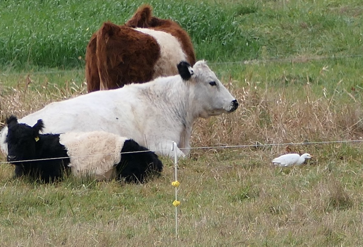 Western Cattle-Egret - ML644609273