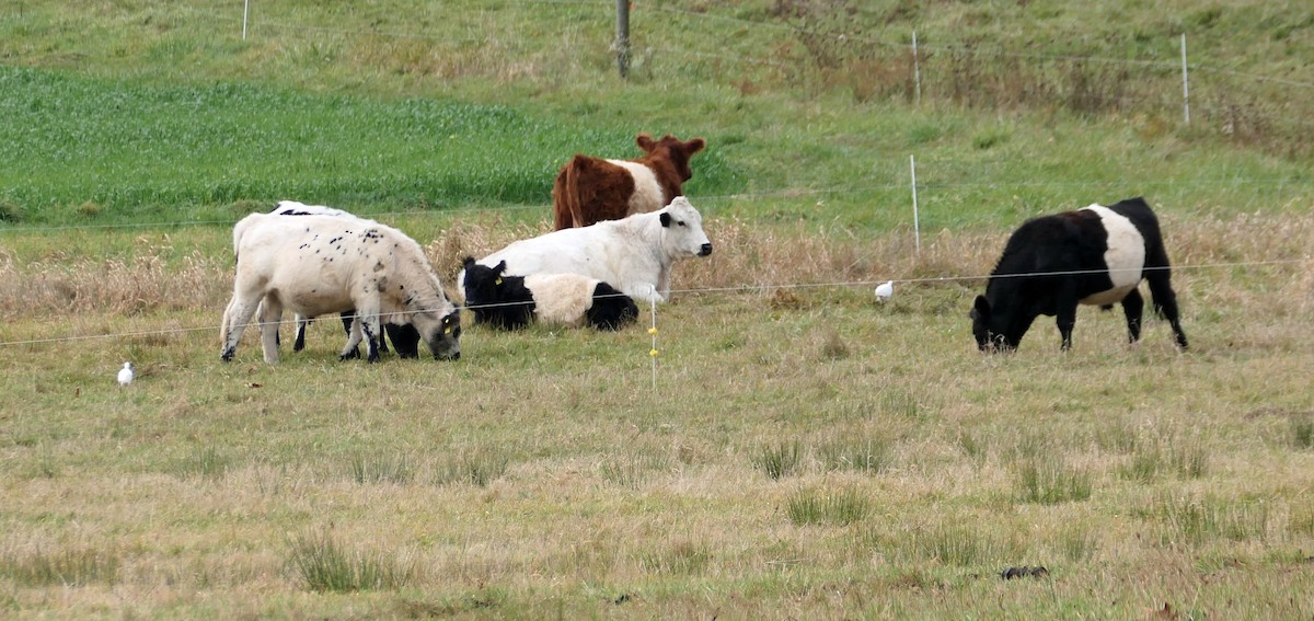 Western Cattle-Egret - ML644609274