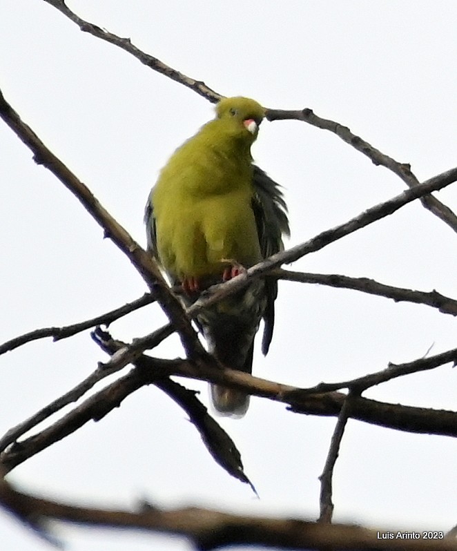 African Green-Pigeon - ML644609277