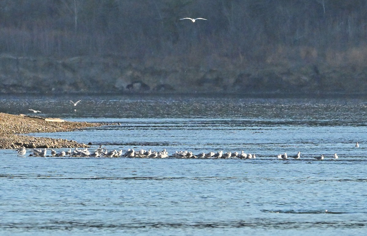 שחף בלתי-מזוהה - ML644609284
