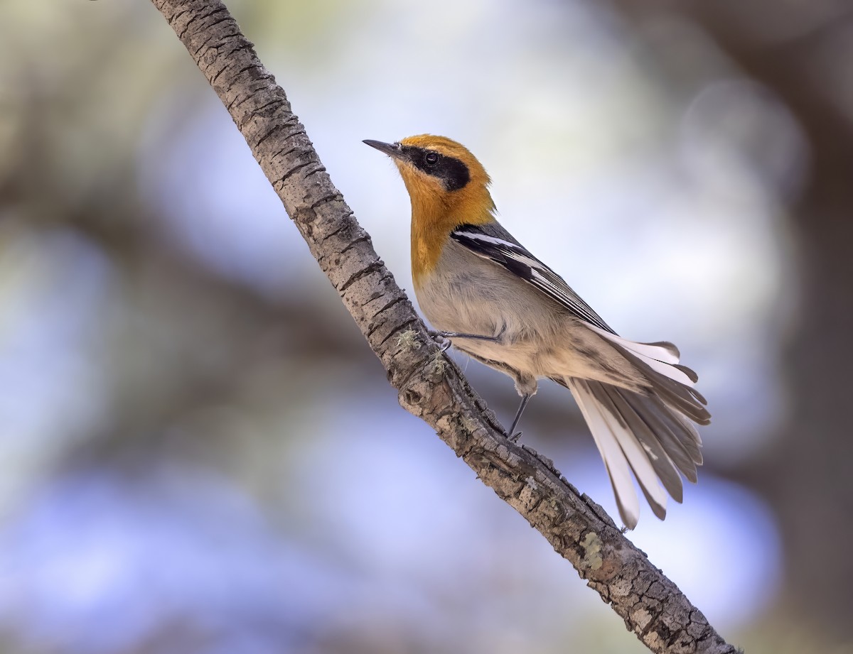 Olive Warbler - ML644609285