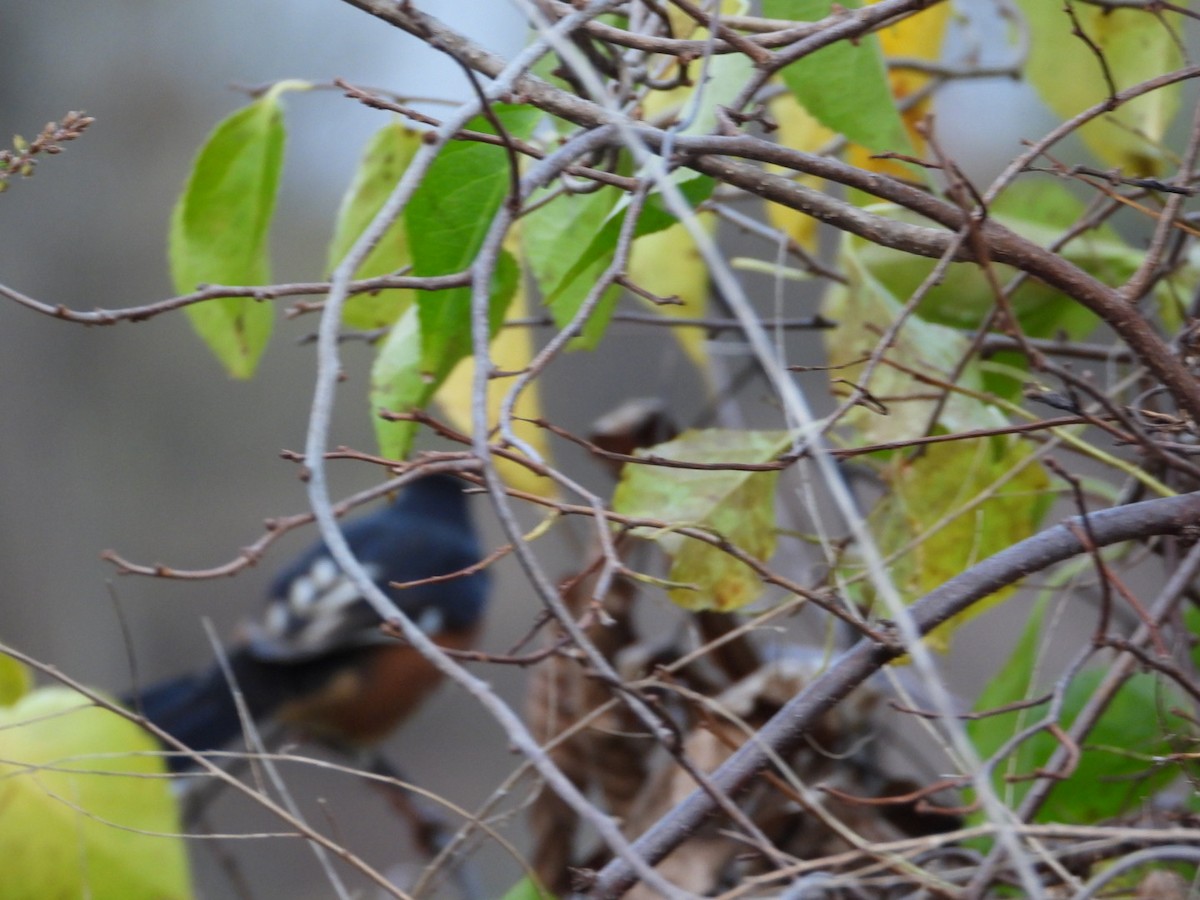 Eastern Towhee - ML644609290