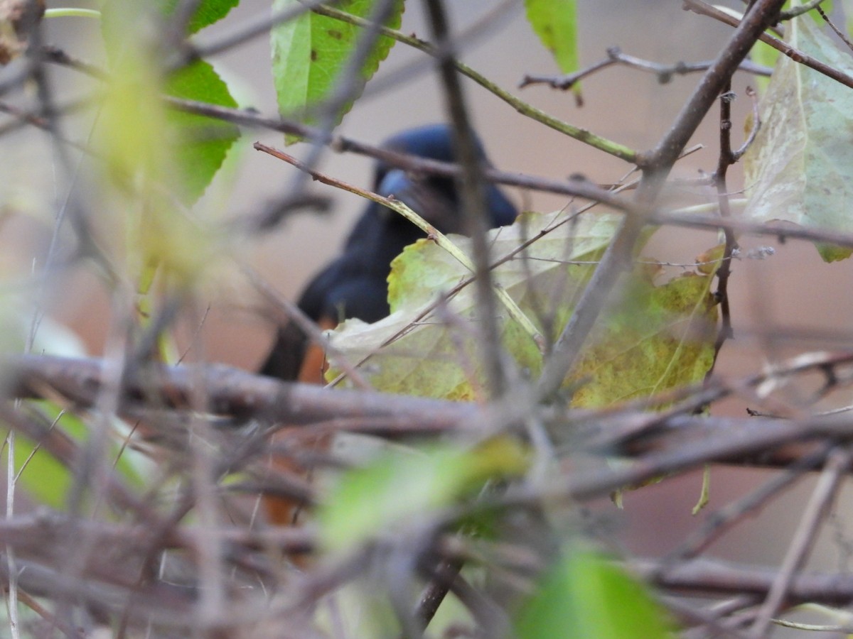 Eastern Towhee - ML644609291