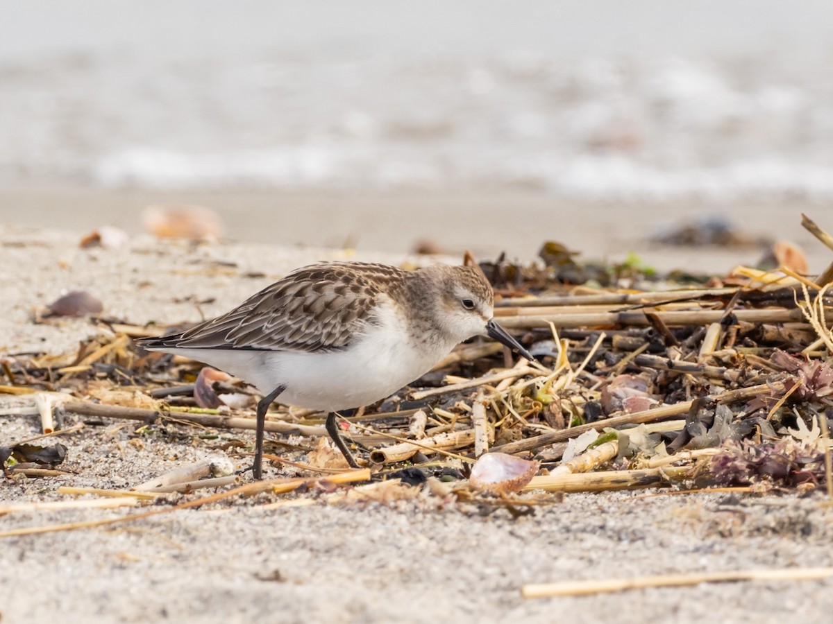 Bécasseau semipalmé - ML644609293