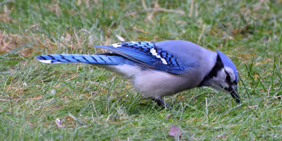Blue Jay - ML644609302
