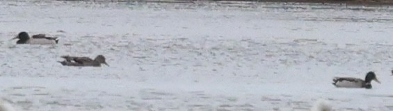 Mallard - ML644609303