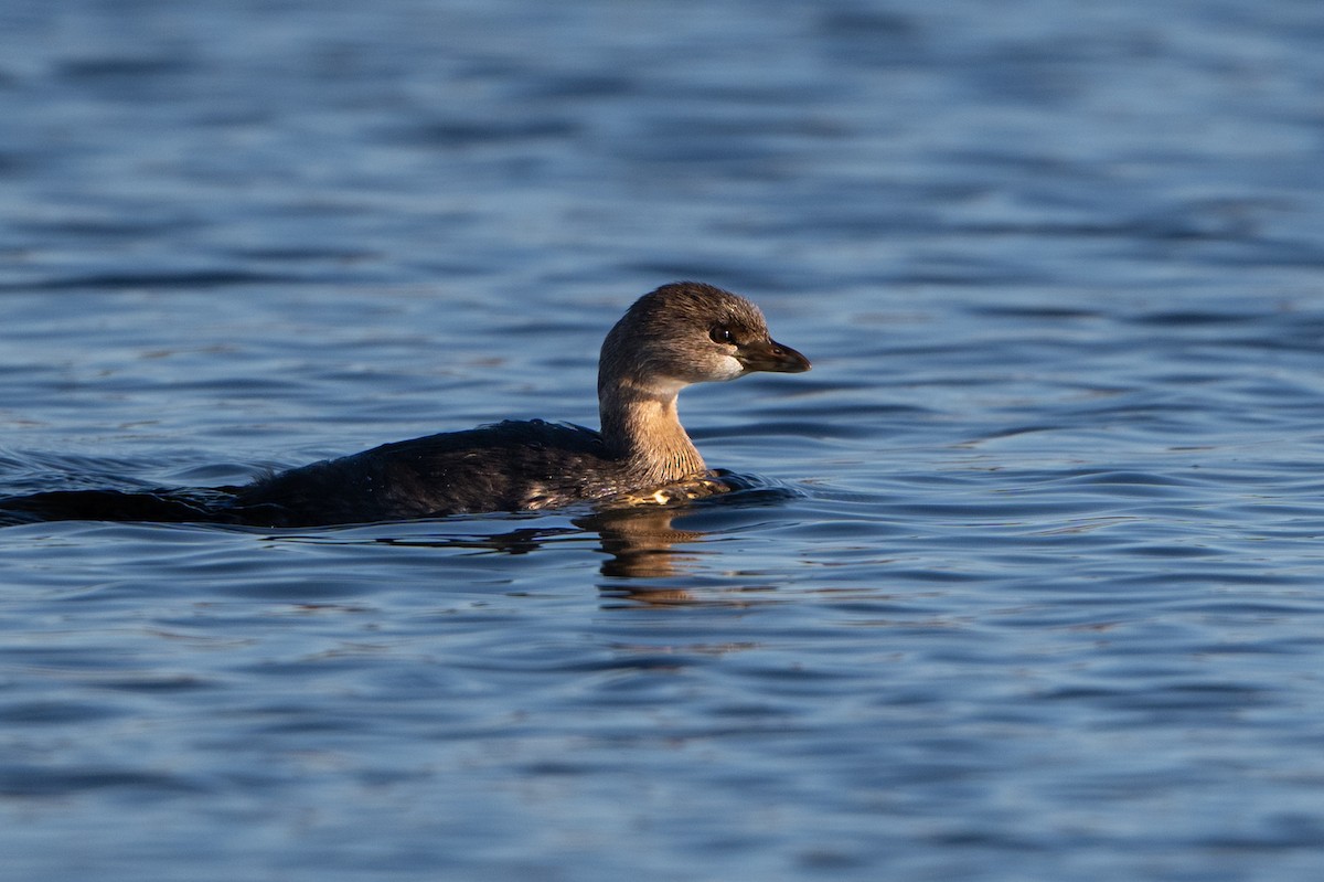 Pied-billed Grebe - ML644609304