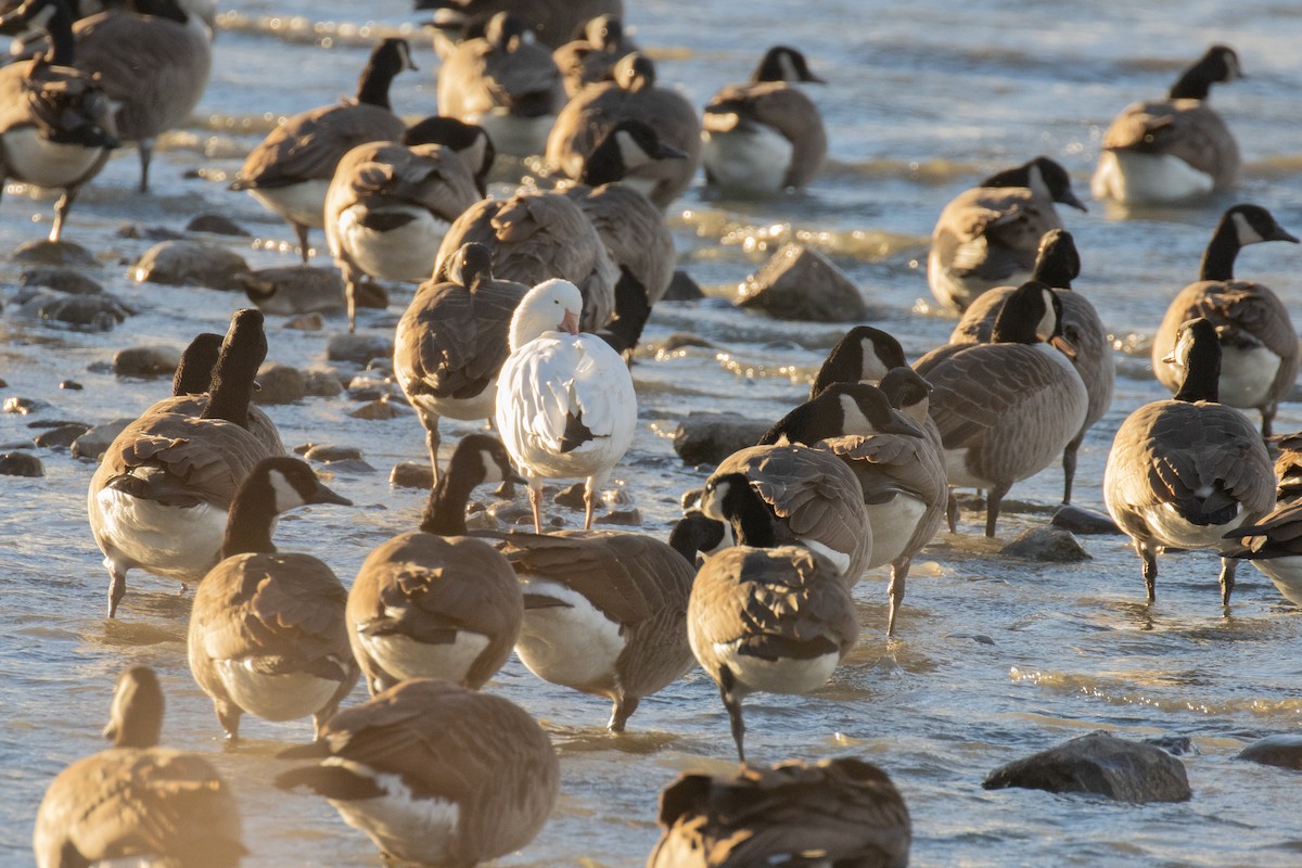 Snow Goose - ML644609308