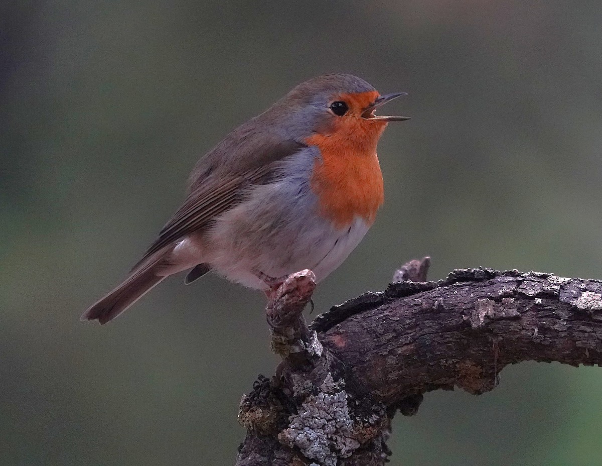 Rougegorge familier - ML644609314