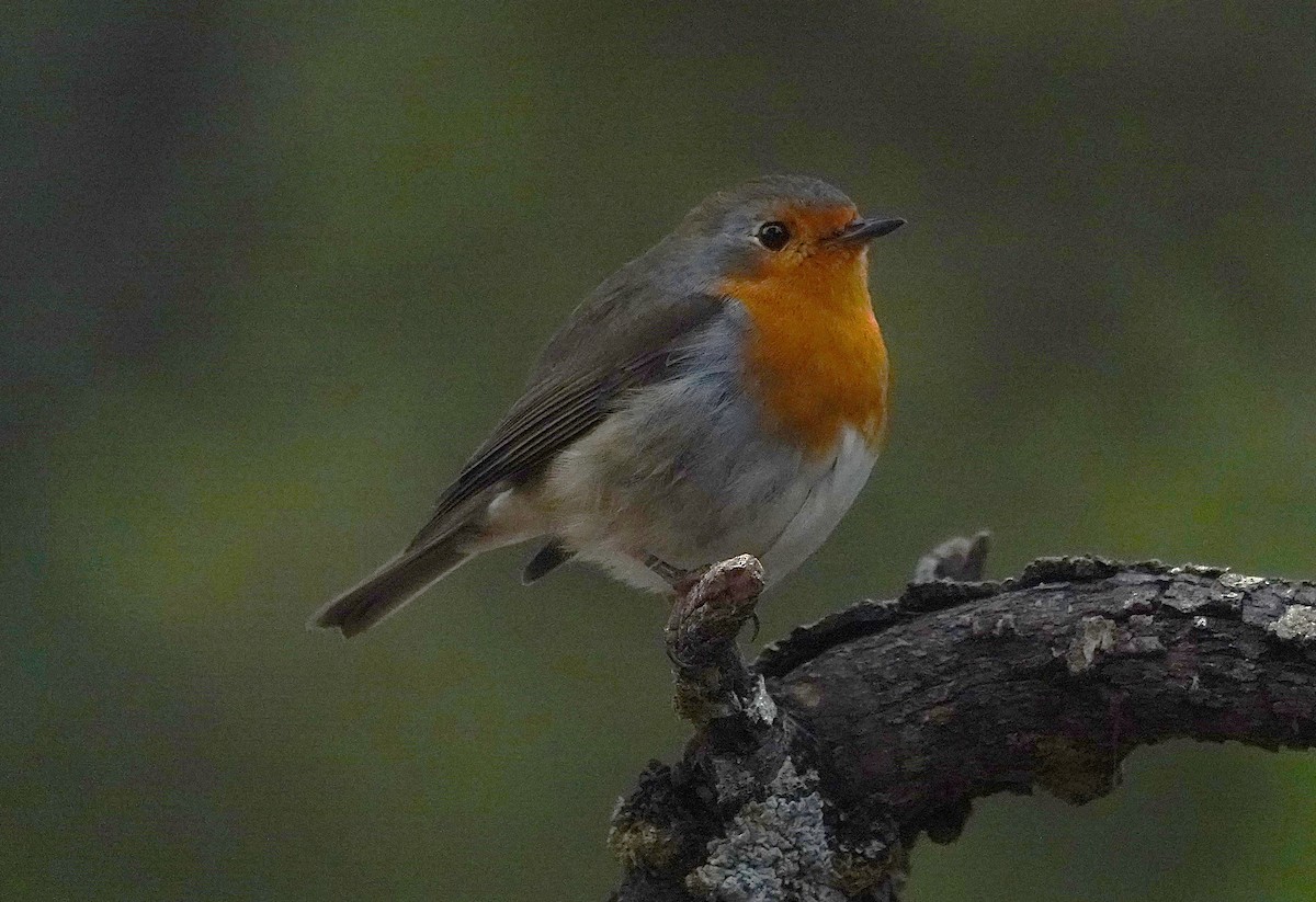 Rougegorge familier - ML644609315