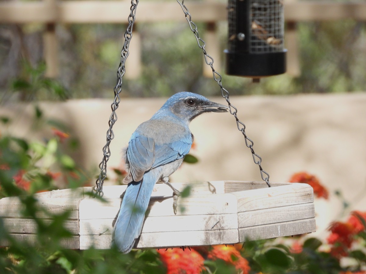 Woodhouse's Scrub-Jay - ML644609323