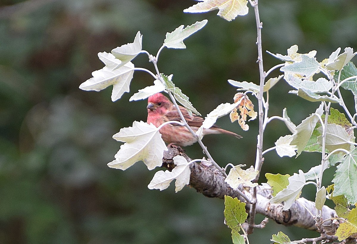 Purple Finch (Eastern) - ML644609328
