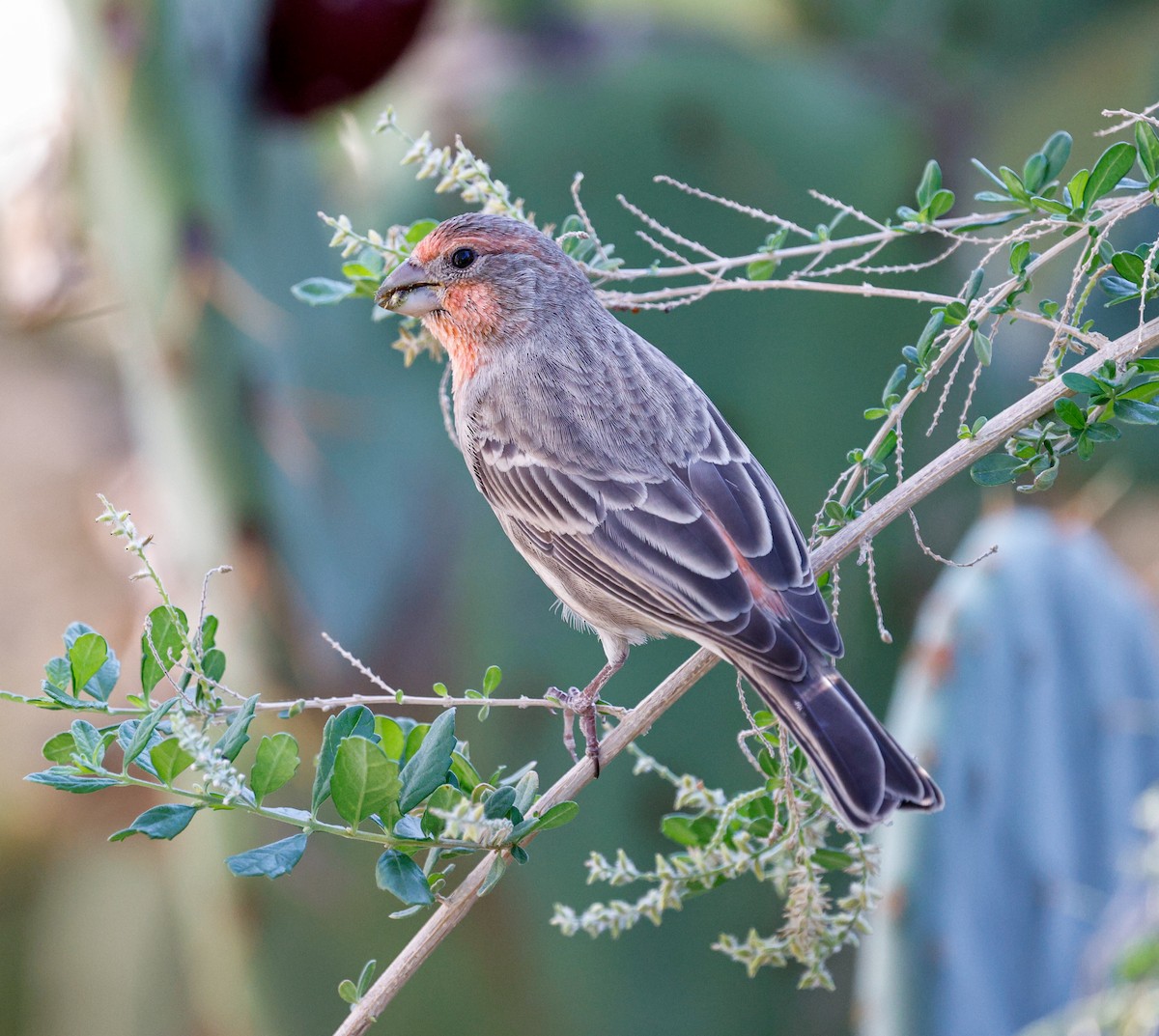 House Finch - ML644609342
