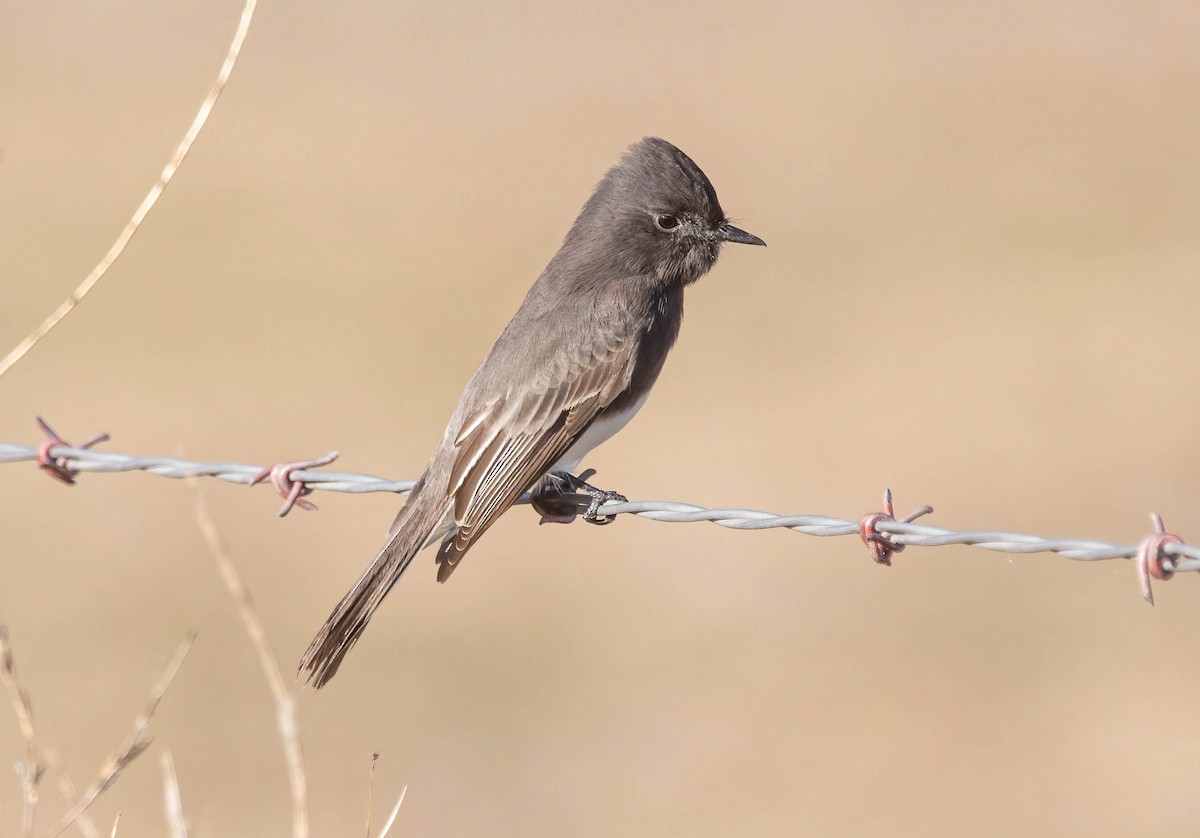 Black Phoebe - ML644609346