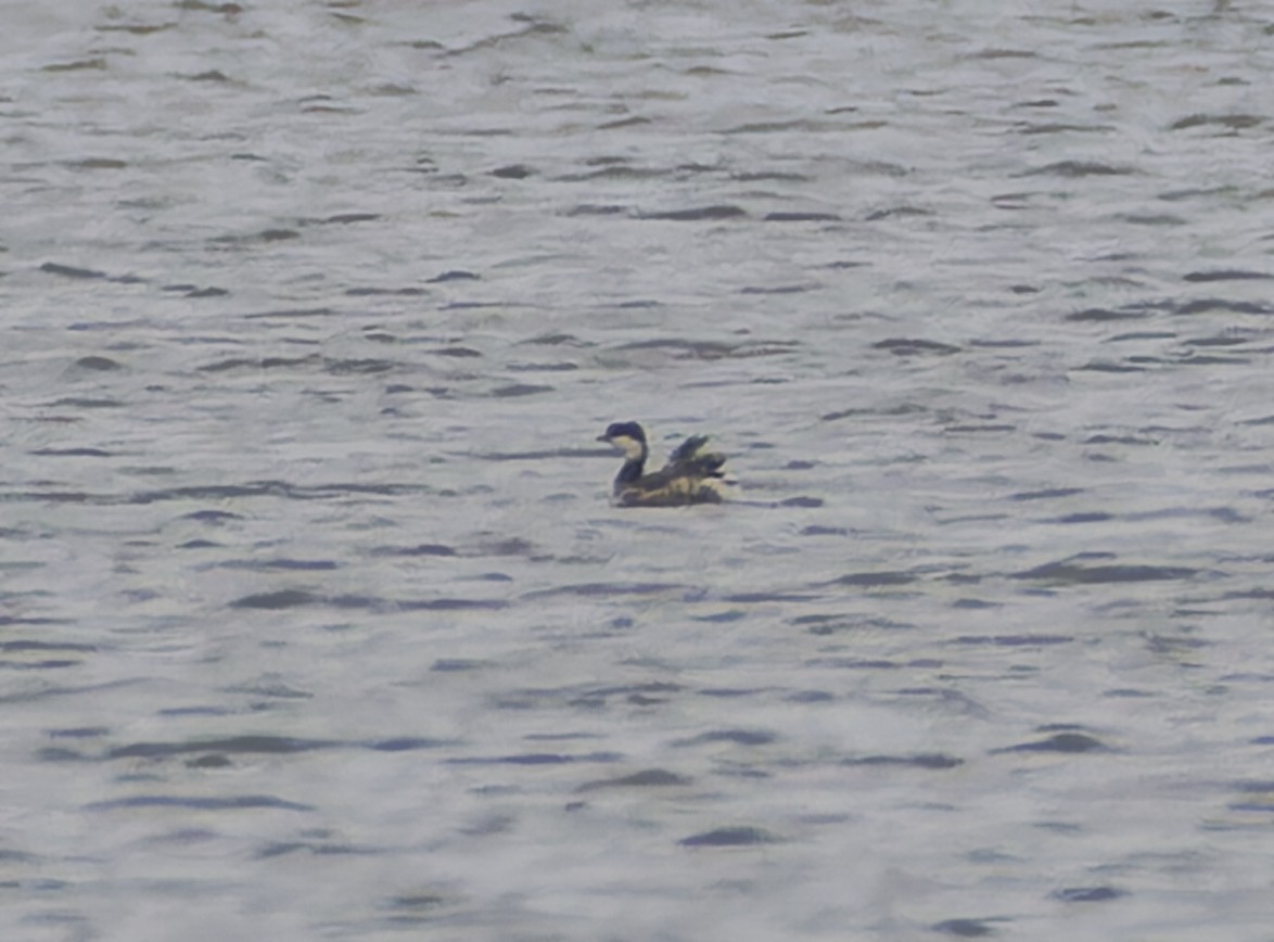 Horned Grebe - ML644609350