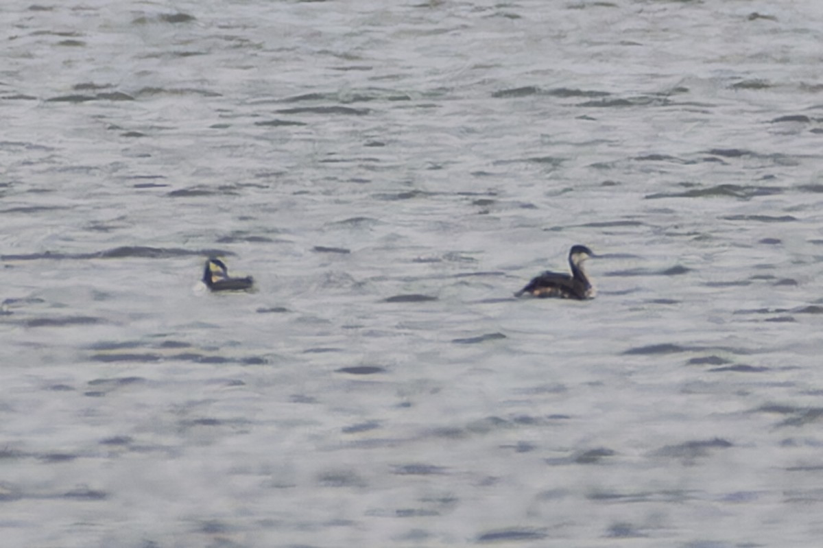 Horned Grebe - ML644609351