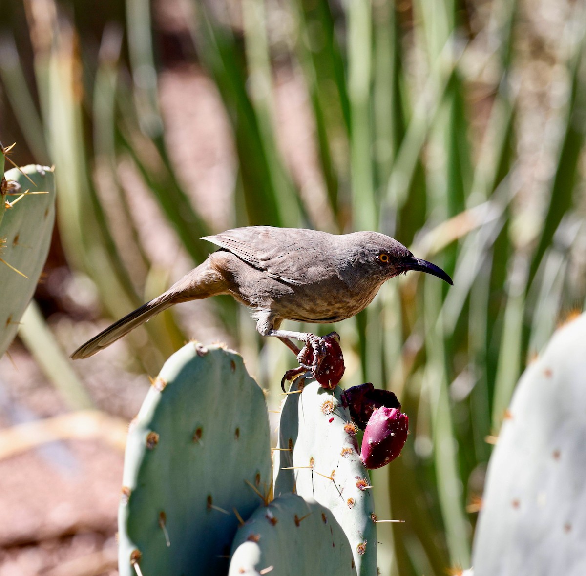 Curve-billed Thrasher - ML644609352