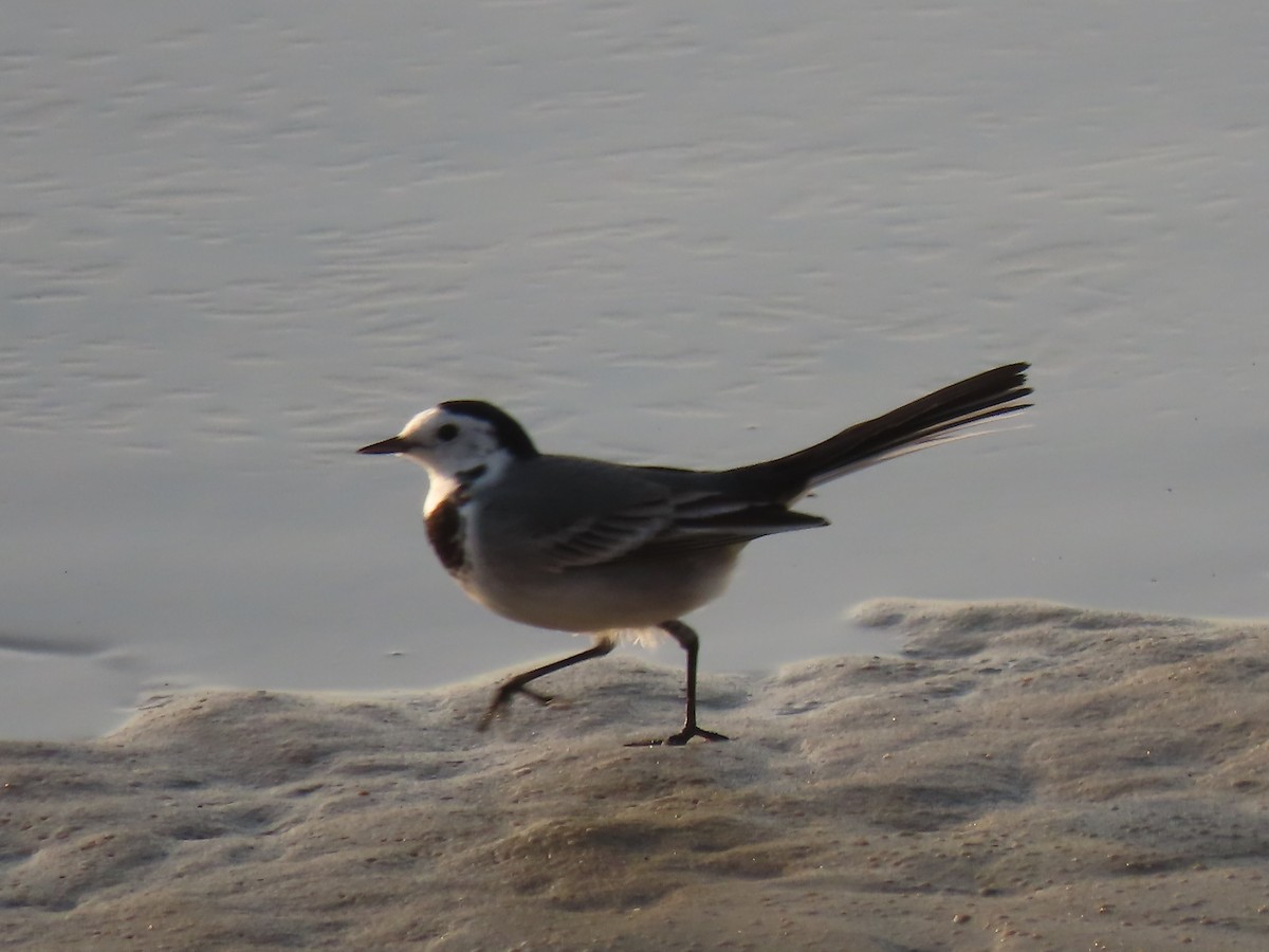 White Wagtail - ML644609354