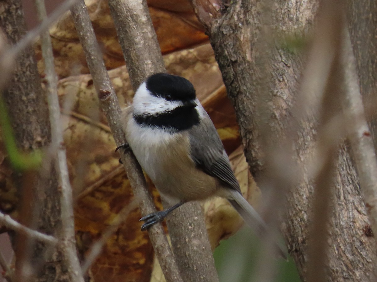 Carolina Chickadee - ML644609359