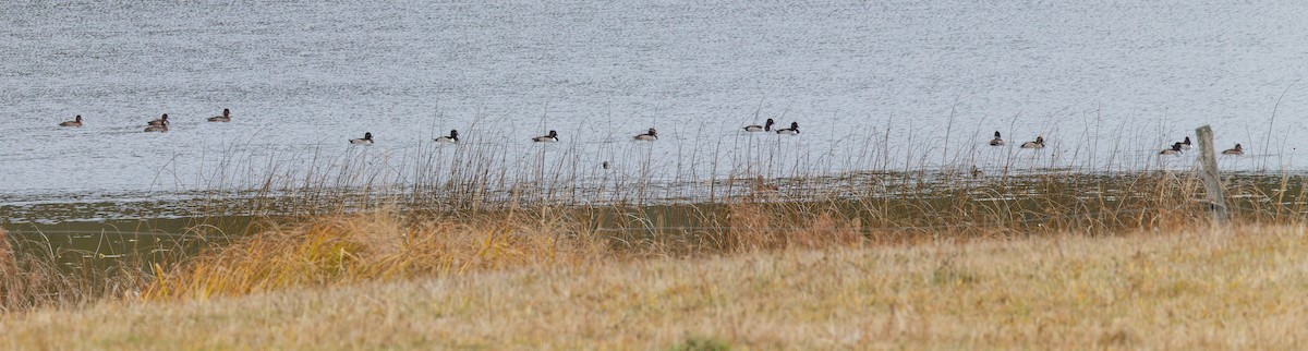 Ring-necked Duck - ML644609363