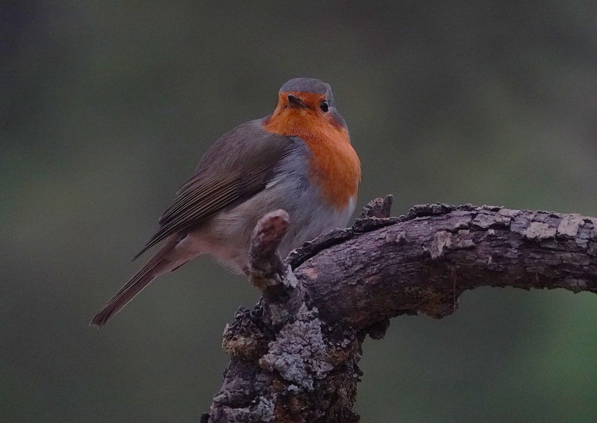 Rougegorge familier - ML644609364