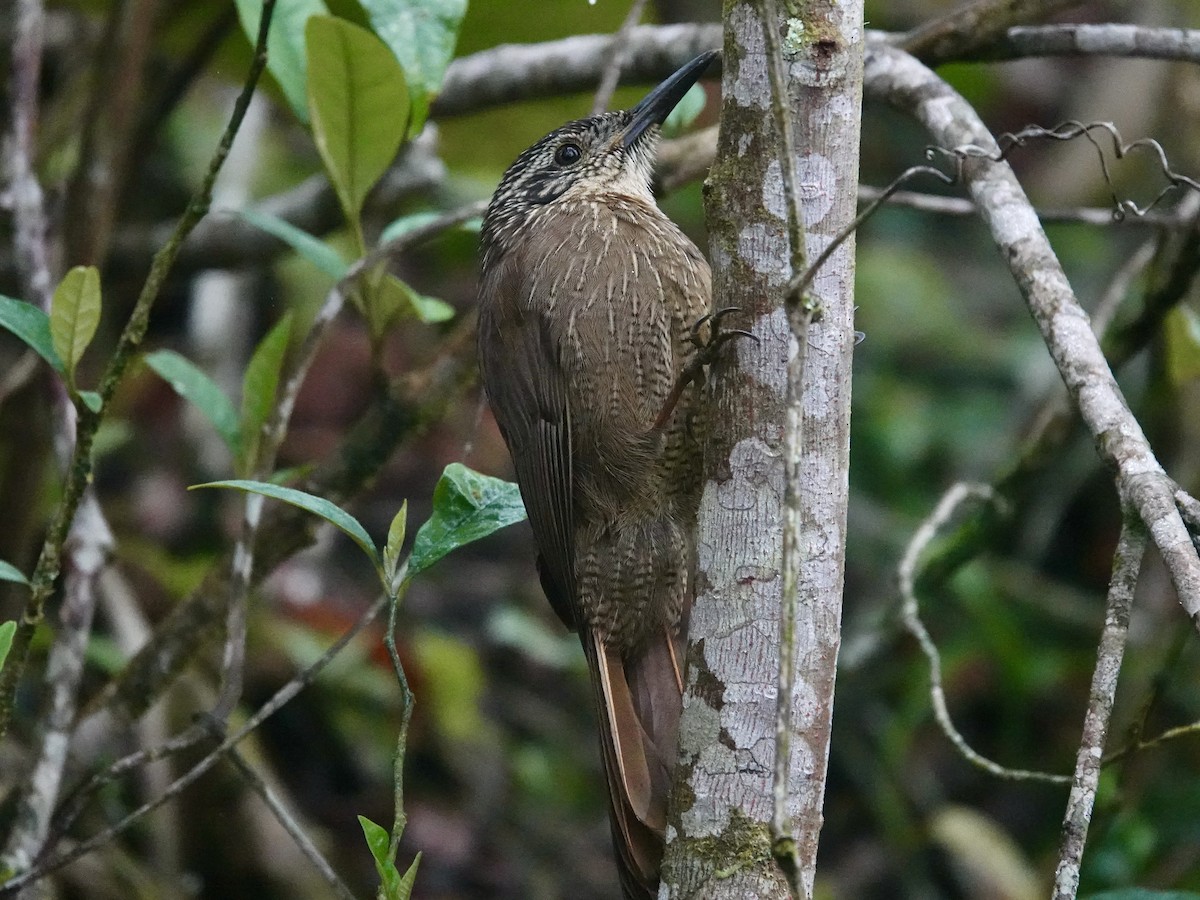 Grimpar à gorge blanche - ML644609367