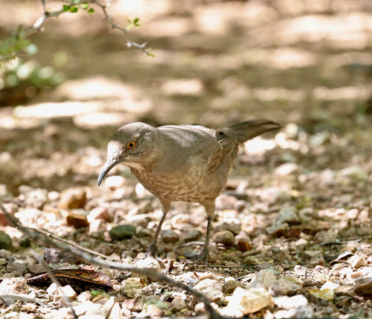 Curve-billed Thrasher - ML644609369