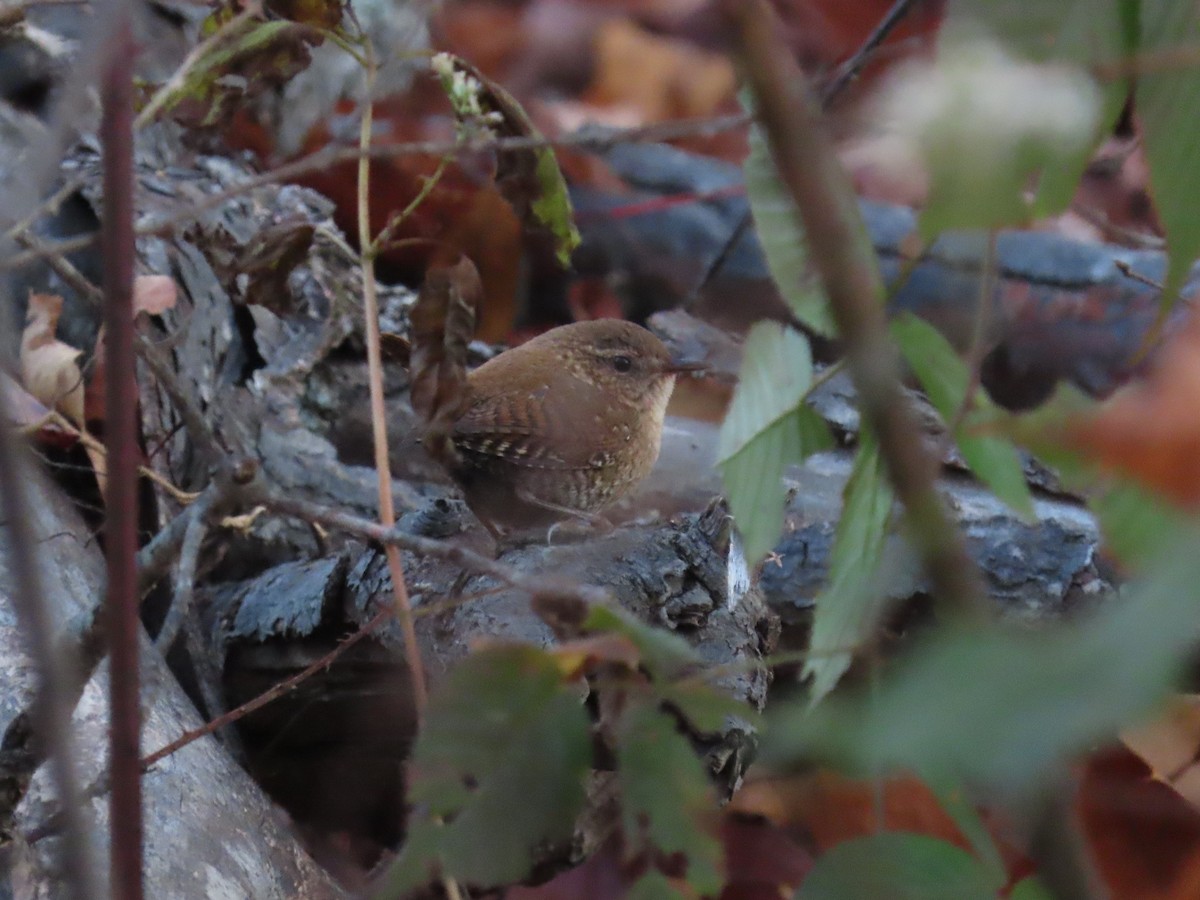 Winter Wren - ML644609372