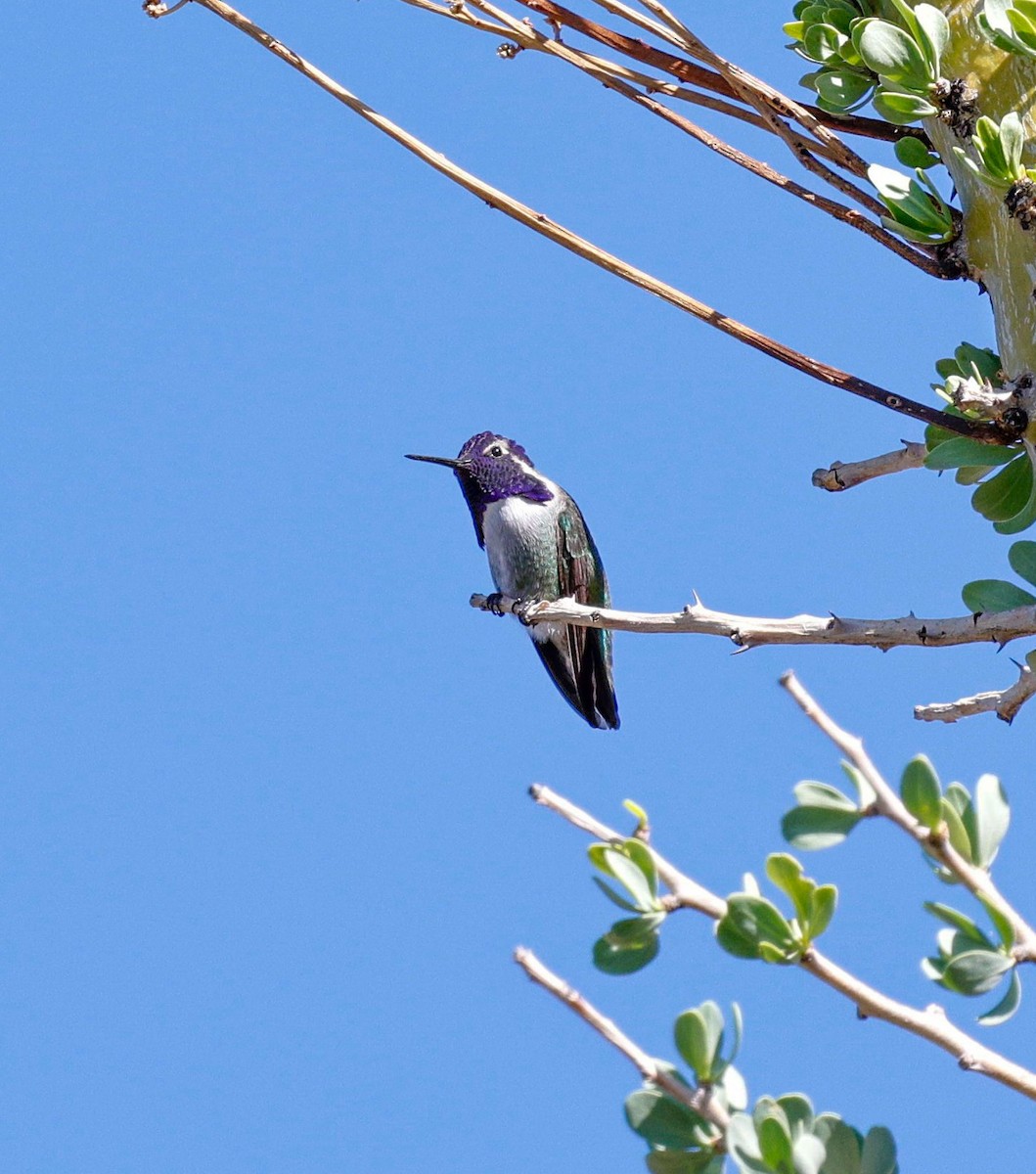 Costa's Hummingbird - ML644609373
