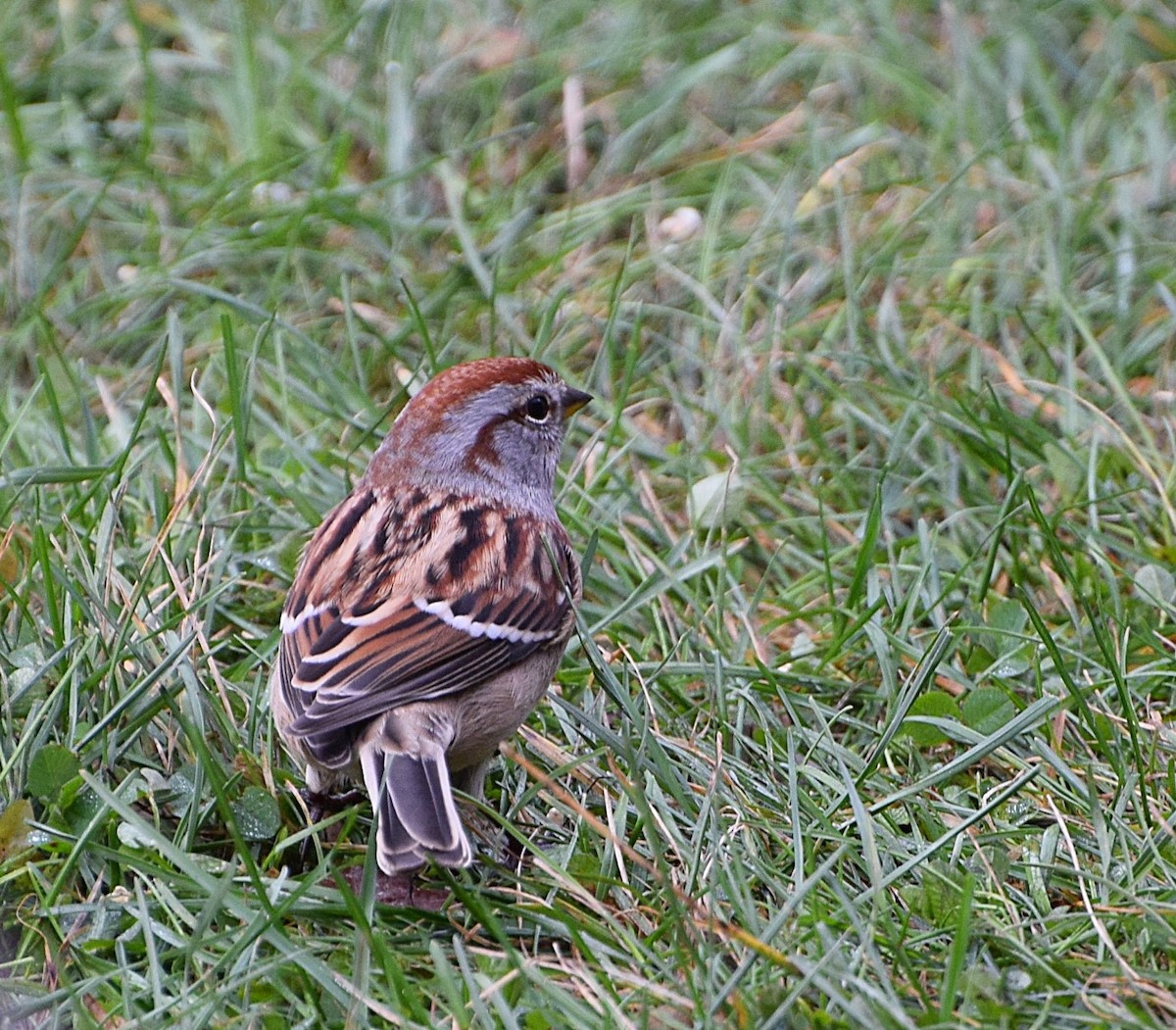 ムナフヒメドリ - ML644609375