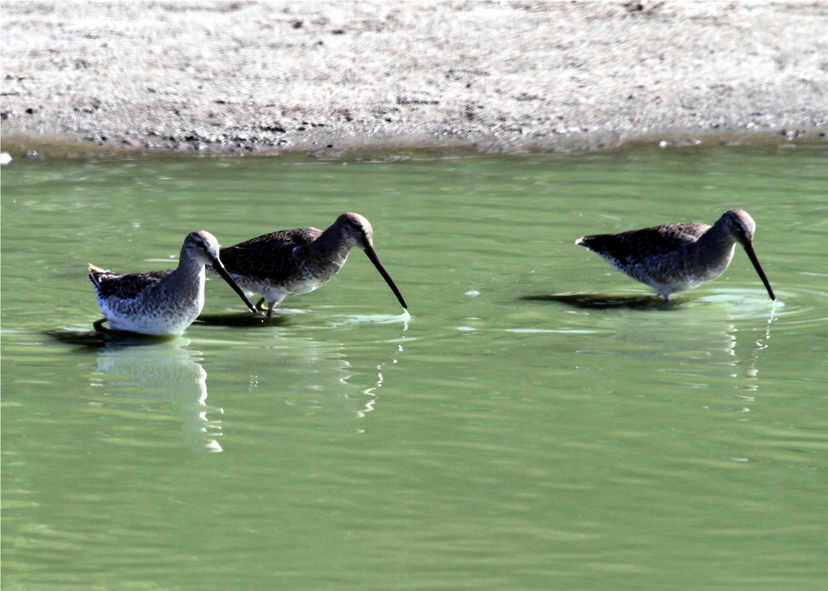 Bécassin à long bec - ML644609383