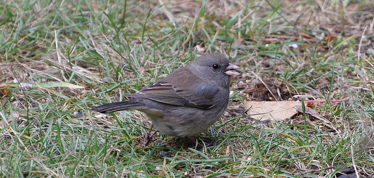 Dark-eyed Junco (Slate-colored) - ML644609387