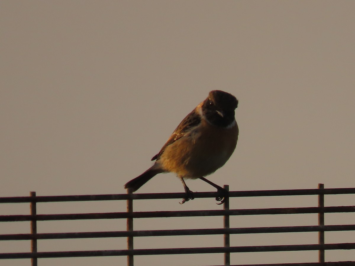 European Stonechat - ML644609392