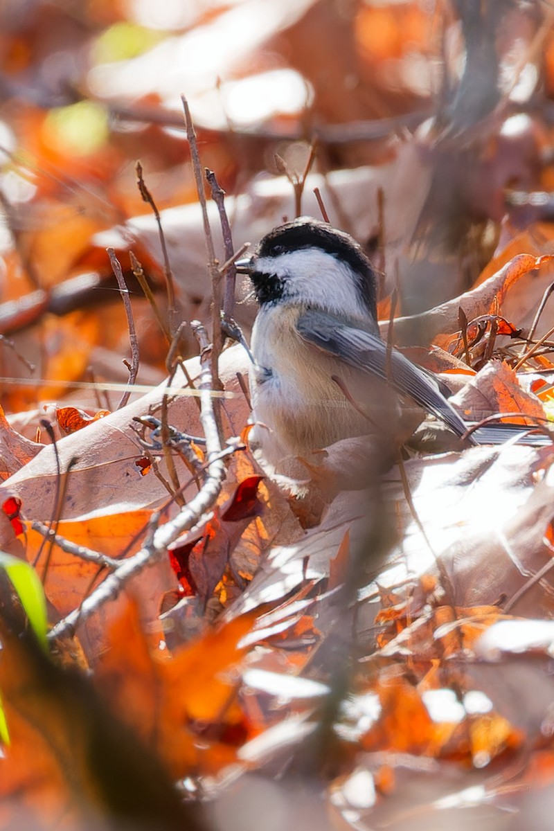 Black-capped Chickadee - ML644609393