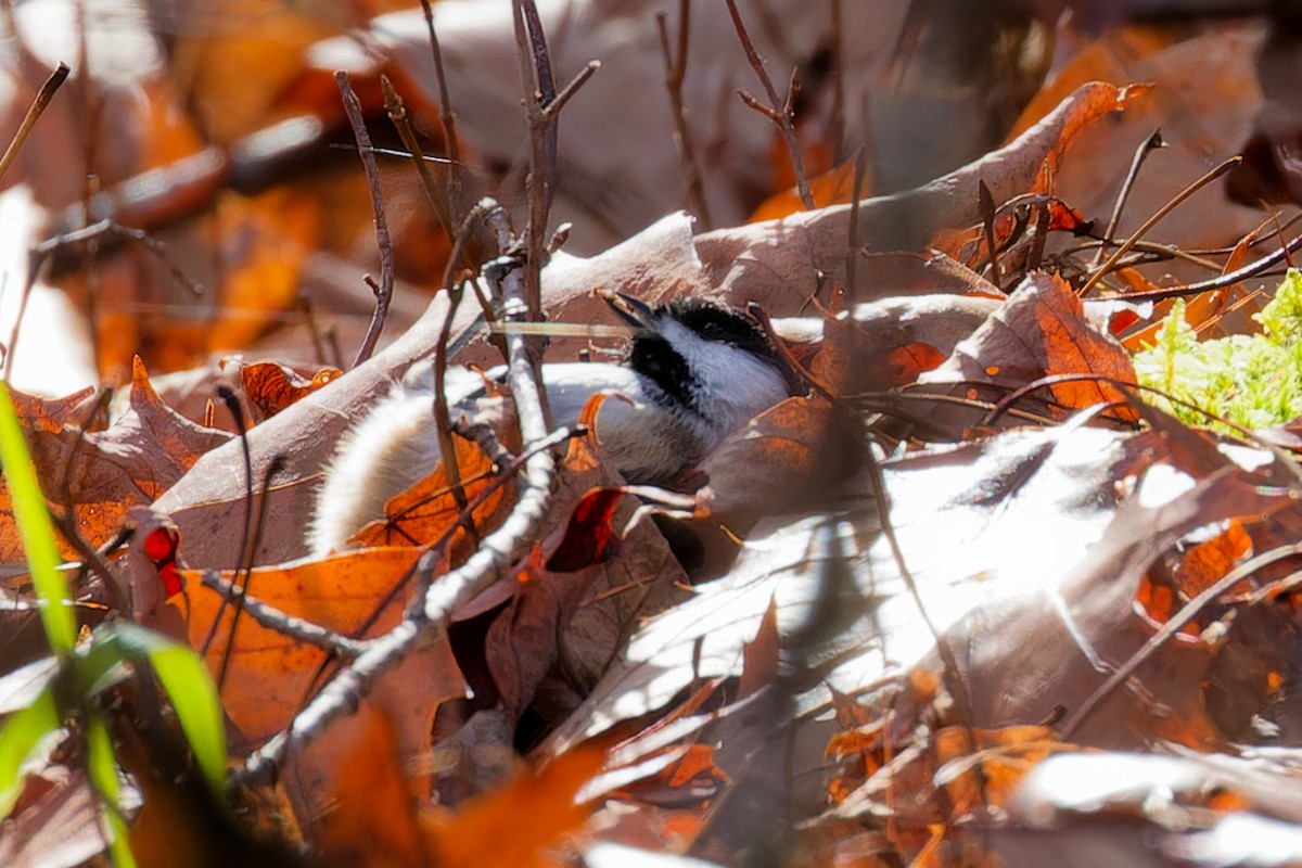 Black-capped Chickadee - ML644609394
