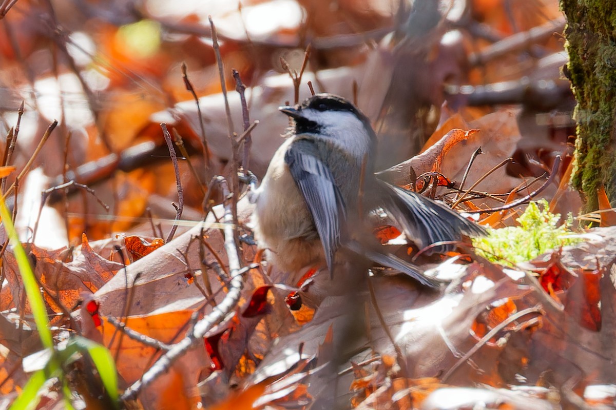 Black-capped Chickadee - ML644609395