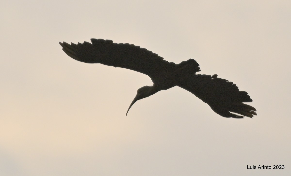 Hadada Ibis - ML644609397