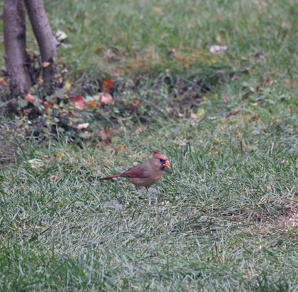Northern Cardinal - ML644609399