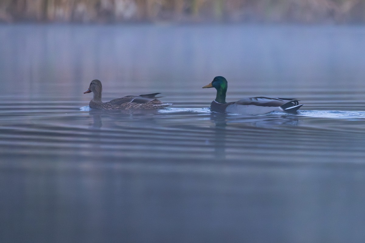 Mallard - ML644609401