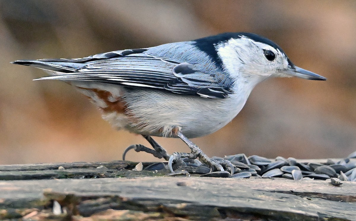 Sittelle à poitrine blanche - ML644609402