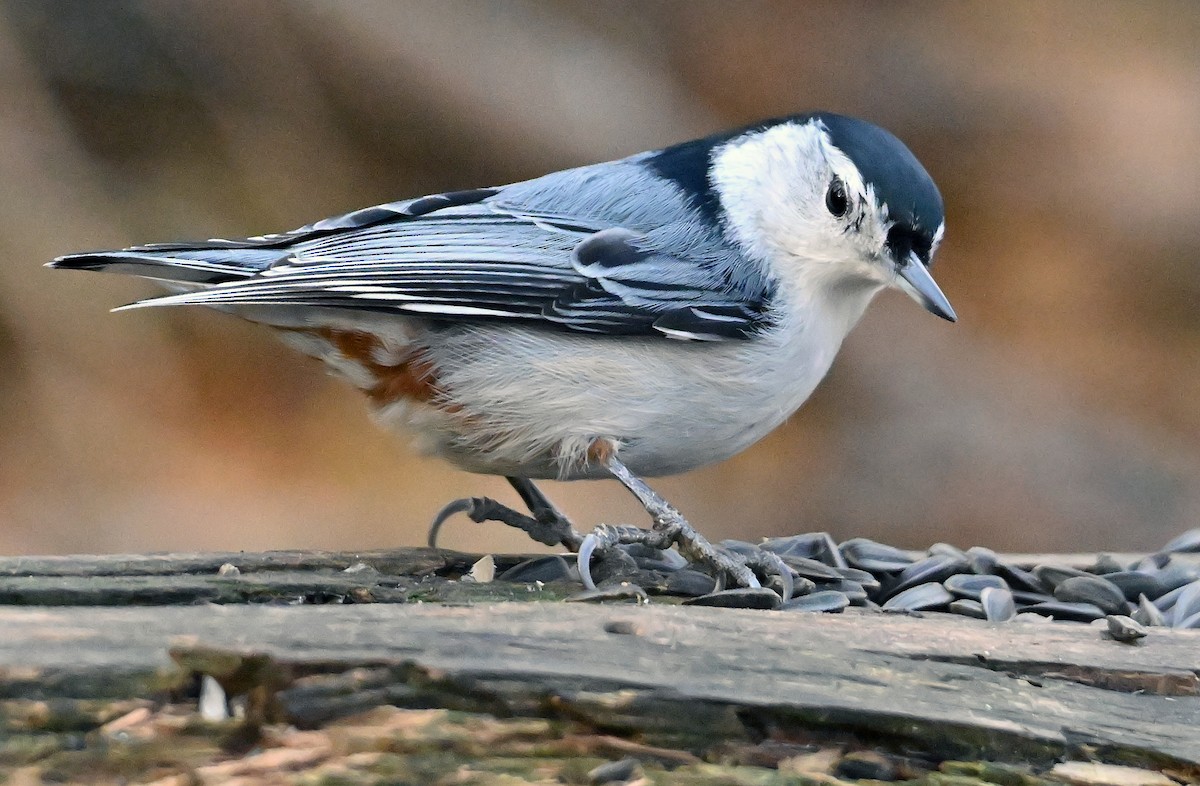 Sittelle à poitrine blanche - ML644609406