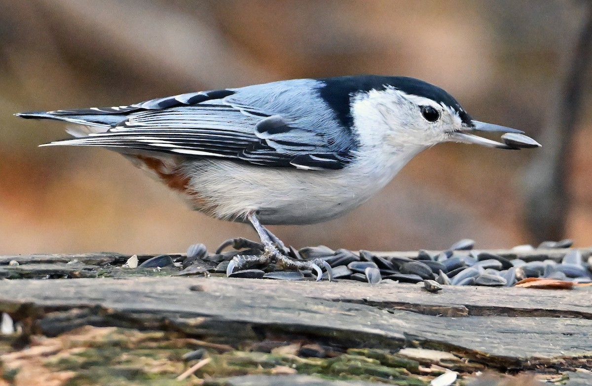 Sittelle à poitrine blanche - ML644609407