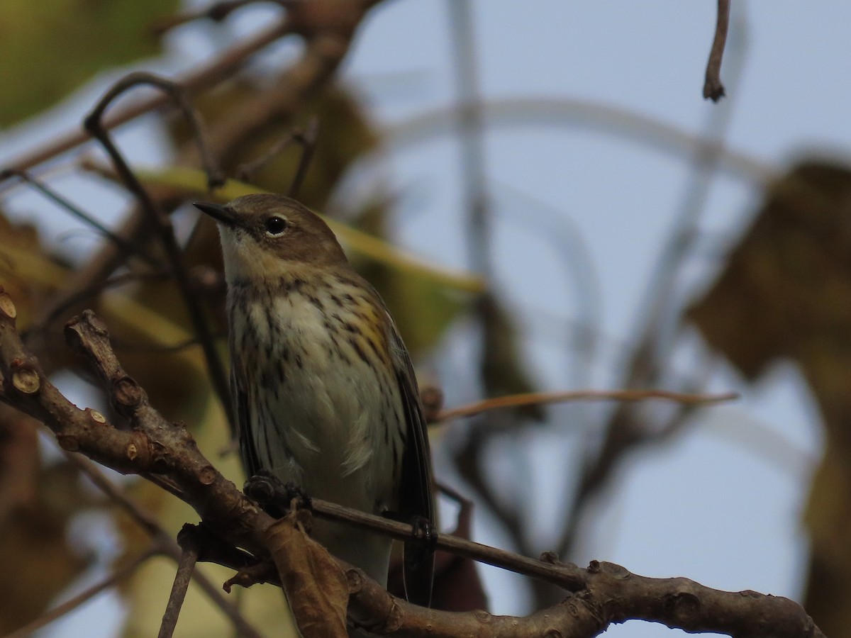 Yellow-rumped Warbler - ML644609409