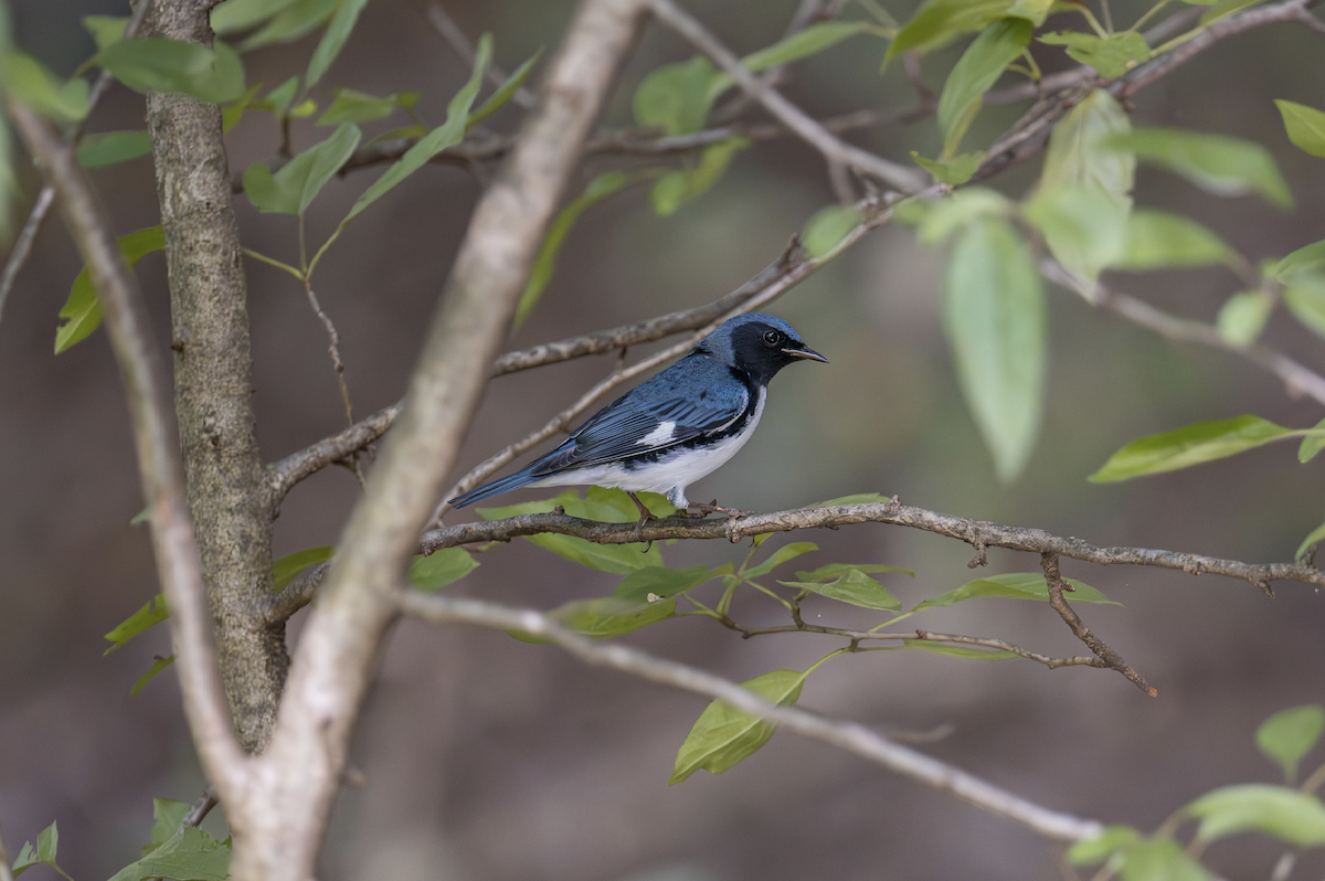 Black-throated Blue Warbler - ML644609411